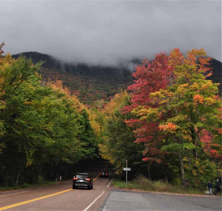 fall foliage